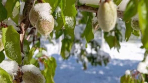 Kayısı yandı, ekonomi durdu! Sadıkoğlu'ndan afet çağrısı