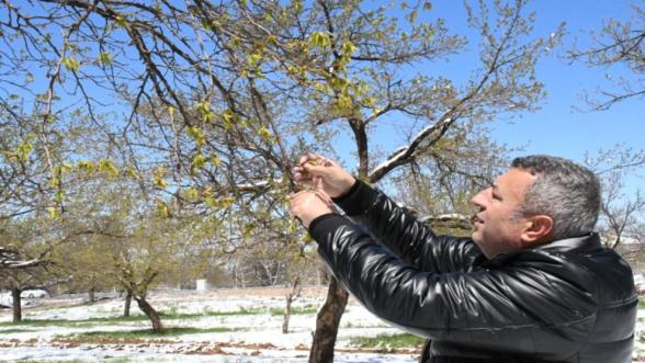 Kayısı Yandı: Tarlada Buz, Üreticide Hüzün!