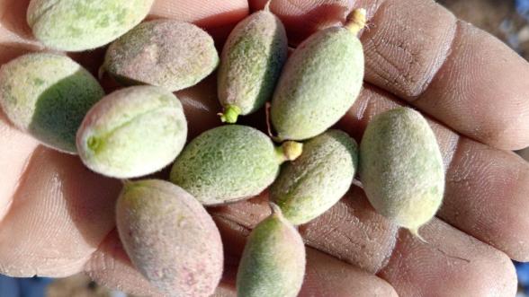 "Kayısıda don zararı için ciddi adımlar atılmalıdır"