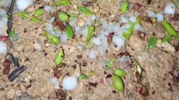 Malatya'da Kayısıya Dolu Darbesi! Ağbaba: Devlet Destek Olmalı