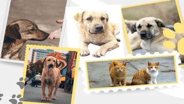 112'yi Arayın! Malatya'da Sahipsiz Hayvanlarla İlgili Şikayetler Tek Elden Çözülecek