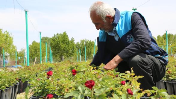 Battalgazi Renkleniyor! Çiçekler Belediyeden, Güzellik Her Yerde