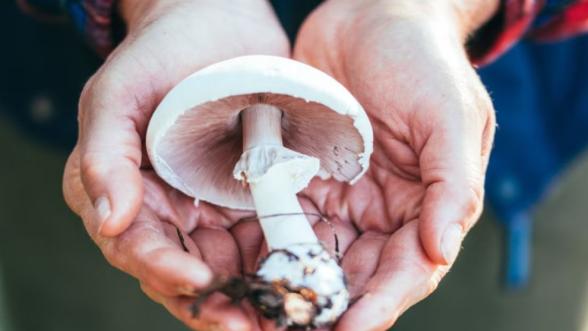 Malatya'da 6 Kişi Mantardan Hastanelik Oldu