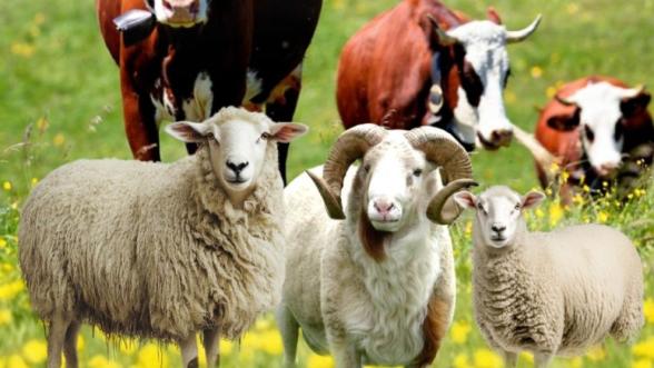 Malatya'da Kurban Kesim Kursu Başlıyor! Sertifikalı Eğitimle Kazalara Son