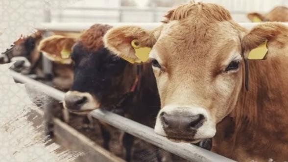 Malatya'da Sosyal Belediyecilik Örneği: Kurbanlar Adrese Teslim