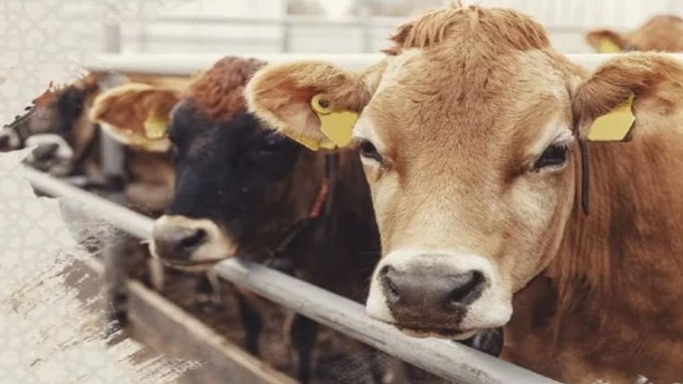 Malatya'da Sosyal Belediyecilik Örneği: Kurbanlar Adrese Teslim