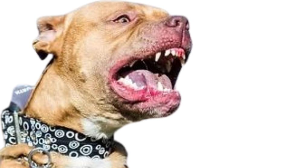 Malatya'da Yasaklı Irk Köpek Saldırdı: 2 Kişi Yaralandı