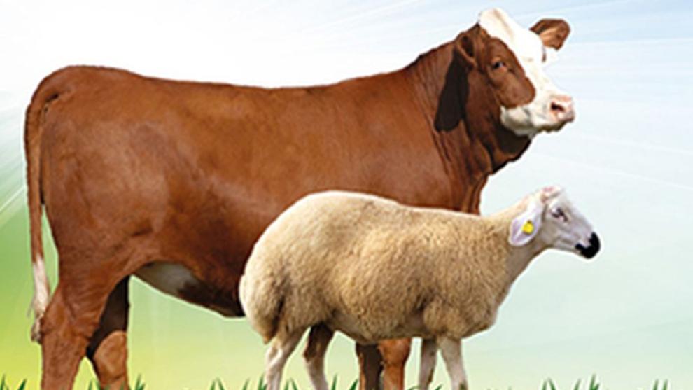 Ülkü Ocakları'ndan Kurban Bayramı Dayanışması