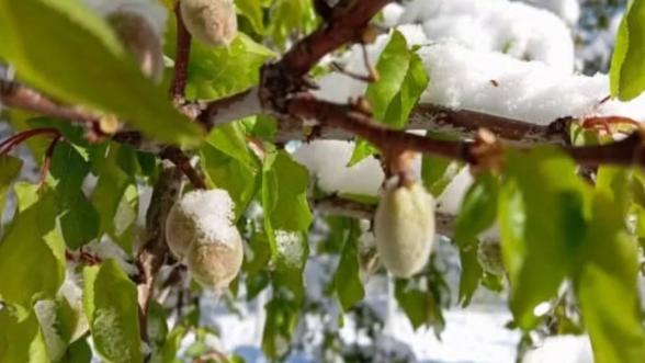 Malatya Kayısısı İçin Avrupa Örneğiyle Donla Mücadele Çağrısı 