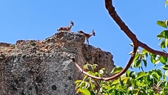 Malatya'da Dağ Keçisi Popülasyonu Artıyor: Jandarma Koruma Altında