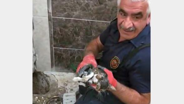 Malatya'da Gider Borusuna Düşen Yavru Kedi İçin Seferberlik