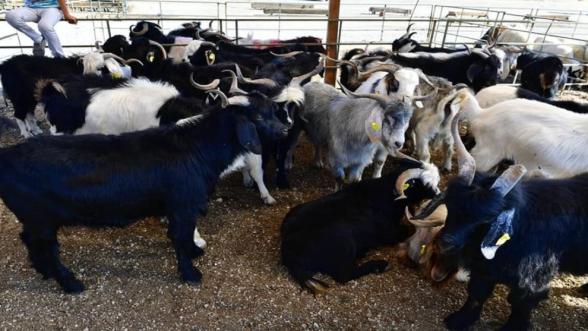 Yeşilyurt'ta Kurban Satışı ve Kesimi 41 Noktada Yapılacak