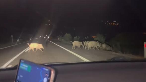  Gece Görüşünde Gizlenen Tehlike: Domuz Sürüleri Kazaya Davetiye Çıkarıyor!