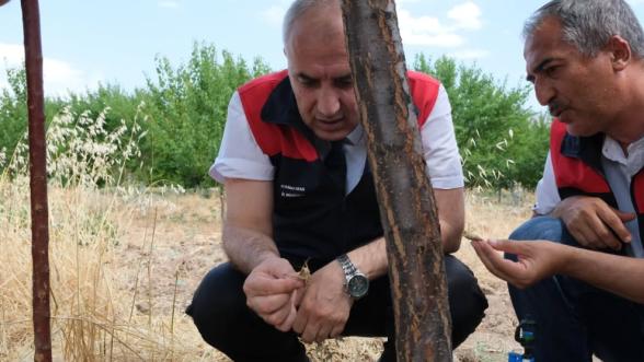  Kale'de Görülen Çekirgeler İçin Dikkat Çeken Tespit 