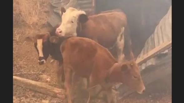 Doğanyol - Yalınca'da Orman Yangını