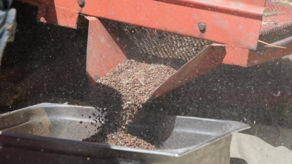 Malatya'da Karabuğday Yetiştiriciliği Gelişiyor