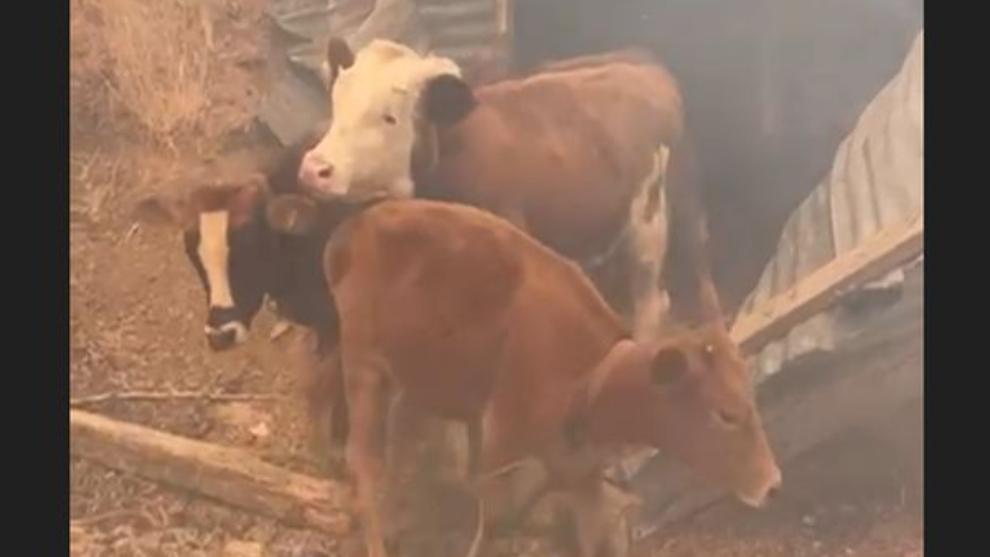 Doğanyol - Yalınca'da Orman Yangını