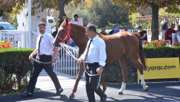 Sultansuyu'nun en iyi atları satışa sunuldu 