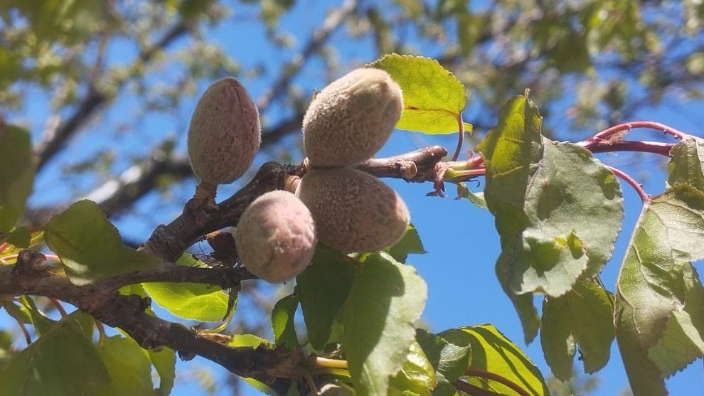 Kayısı Üreticisinin Beklediği Karar Yayınlandı