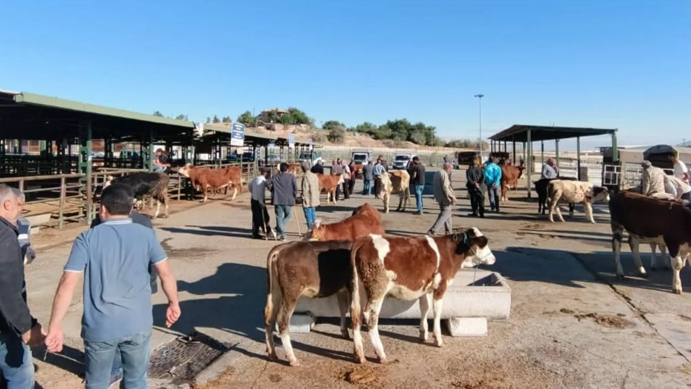 Malatya'da Hayvan Ticareti Başladı! Detaylar Açıklandı
