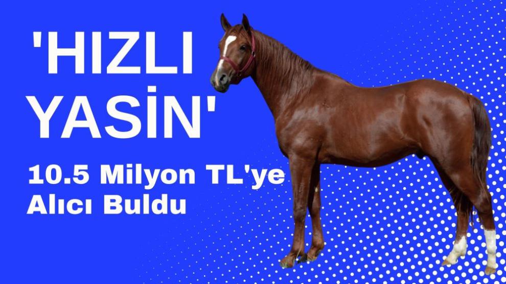 Sultansuyu Tay Satışında 'HIZLI YASİN' 10.5 Milyon TL'ye Alıcı Buldu