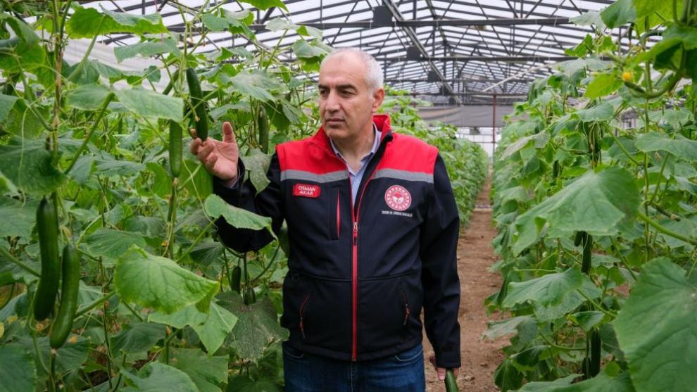 Battalgazi'de Modern Serada Yıllık 40 Ton Salatalık Üretimi.