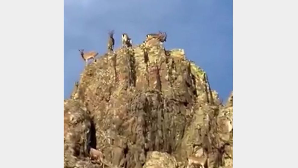 Malatya'nın En Sakin Sakinleri Valinin Kamerasına Takıldı