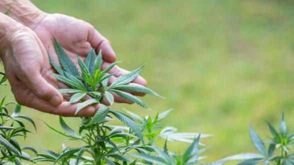 Malatya'da kenevir üretimi için çerçeve netleşti