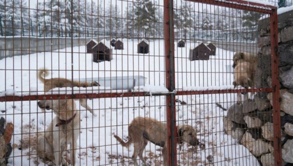 Malatya'da Sahipsiz Hayvanlara Sağlıklı Yaşam Alanı