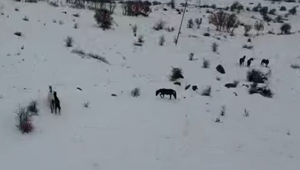 Doğada yaşayan yılkı atları için yemleme çalışması