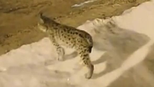 Hekimhan Yaban Hayatıyla Büyülüyor: Nadir Görülen Vaşak Kayıtlarda