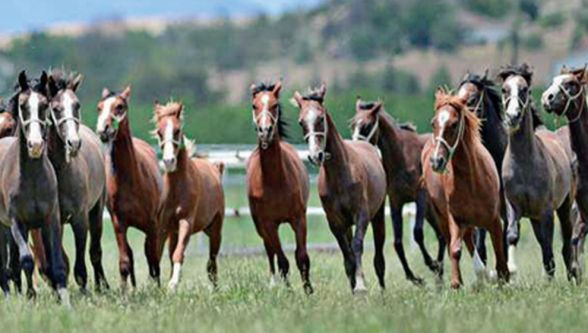 Şehir Efsanesi Kısa Sürdü: Kayıp At Yok, Karışan Kapı Var!