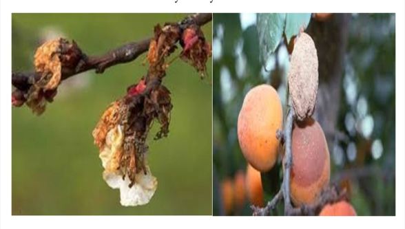 Monilya hastalığı kayısı üretimini tehdit edebilir