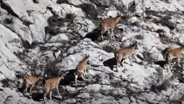 Vali Yavuz, Beydağı'ndaki dağ keçilerinin görüntülerini paylaştı
