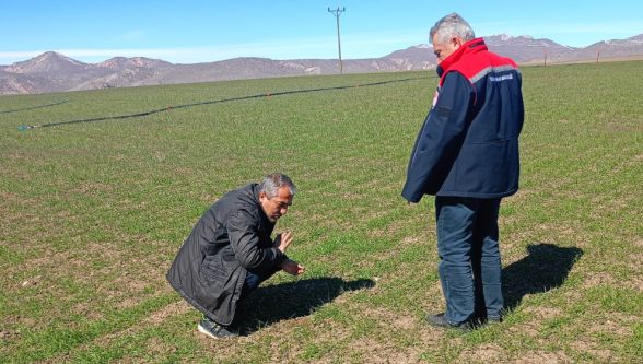 Yazıhan ve Arguvanda Buğday Tarlaları Mercek Altına Alındı