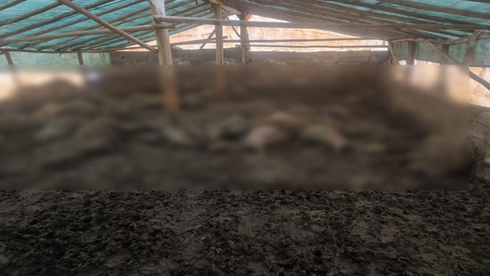 Hasan Aksüt'ün Çadırında "Kurtlar Vadisi" Gerçek Oldu