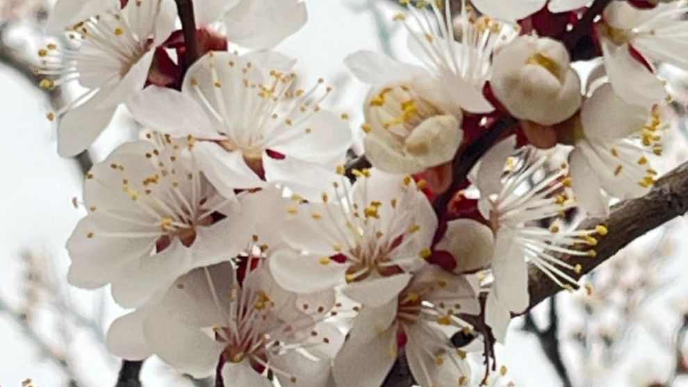 Kayısı İçin Zira Don Uyarısı... "Yüksek Kesimlerde İse Yer Yer Kuvvetli Görülecek"