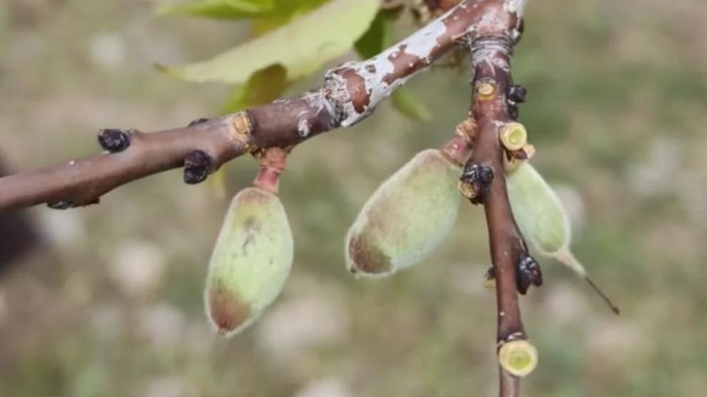 Kayısıyı dolu vurdu... "Zarar Durumu Netleşince Açıklanacak"