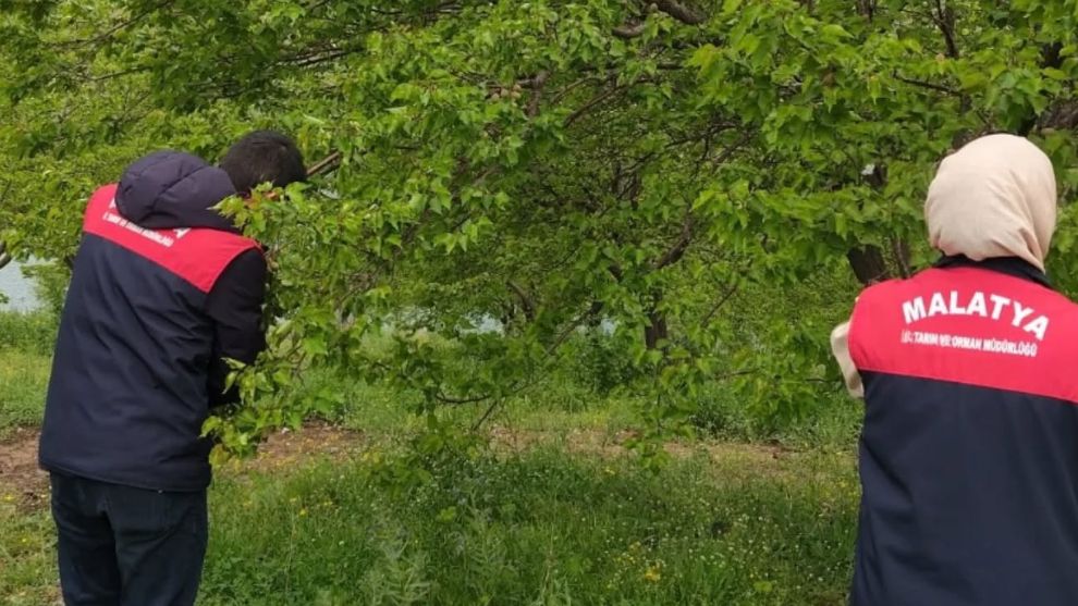 Malatya Tarım İl Müdürlüğü dolu hasarı için sahaya indi