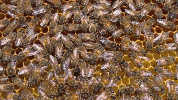 Malatya Florasının Gücü: Arı Sütünde Yüksek Antioksidan Kapasitesi