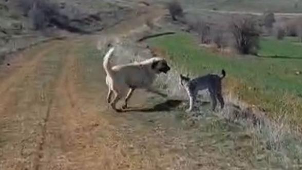 Malatyada vaşak köy köpeğiyle kavga ederken görüldü