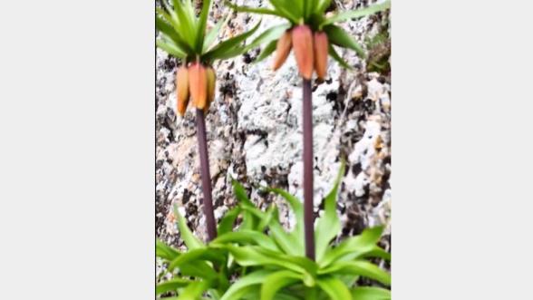 Malatya'nın Ters Laleleri 