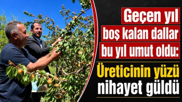 Geçen yıl boş kalan dallar bu yıl umut oldu: Üreticinin yüzü nihayet güldü