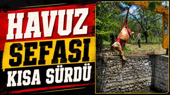 Havuz Sefası Kısa Sürdü: Malatya'da 4 Metrelik Çukura Düşen İneğe Kepçeli Çözüm