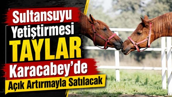 Sultansuyu Yetiştirmesi Taylar Karacabey'de Açık Artırmayla Satılacak