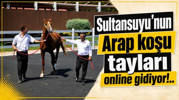 Sultansuyu'nun Arap koşu tayları online gidiyor!..