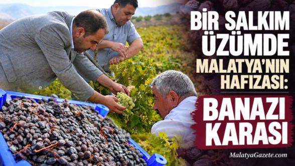 BİR SALKIM ÜZÜMDE MALATYA'NIN HAFIZASI: BANAZI KARASI